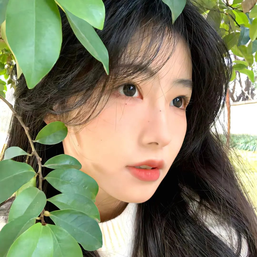 美声歌鸡